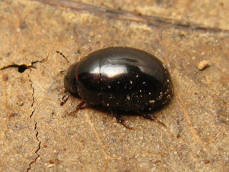 Leiodidae?    No, Hydrophilidae:  Coelostoma orbiculare